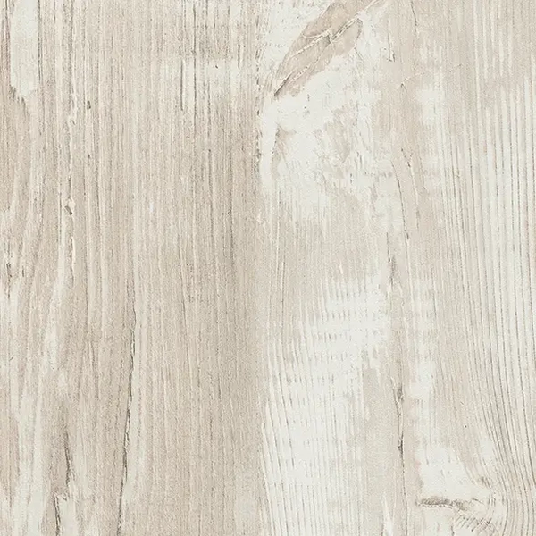 Сосна Касцина